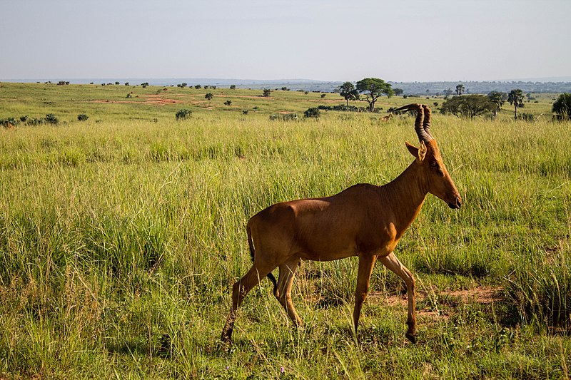 File:A Jackson's Hartebeest trots away. Murchison Falls National Park, Uganda.jpg