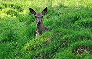 A doe in the grass