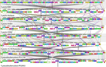 Whole genome alignment is a typical method in comparative genomics. This alignment of eight Yersinia bacteria genomes reveals 78 locally collinear blocks conserved among all eight taxa. Each chromosome has been laid out horizontally and homologous blocks in each genome are shown as identically colored regions linked across genomes. Regions that are inverted relative to Y. pestis KIM are shifted below a genome's center axis. A genome alignment of eight Yersinia isolates.png