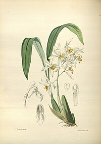 plate 145 Coelogyne ochracea Coelogyne nitida