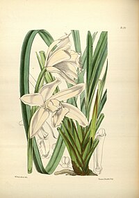 plate 177 Cymbidium eburneum