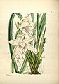 Cymbidium eburneum plate 177 in: James Bateman: A Second Century of Orchidaceous Plants London (1867)