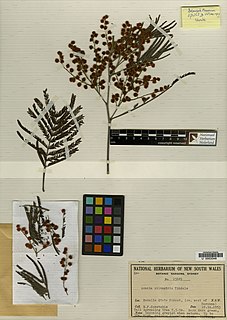 <i>Acacia silvestris</i> Species of plant