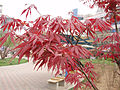 Acer palmatum 'Atropurpureum'