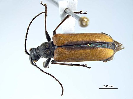 Acmaeops proteus