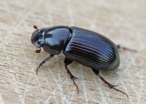 Acrossus rufipes01.jpg görüntüsünün açıklaması.