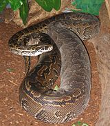 Plenkreska Female Python-sebe.jpg