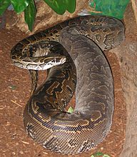 Le python de Seba.