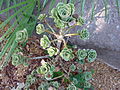 Aeonium balsamiferum u Temperate House, Botanički vrt Missouri.