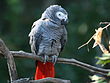 African Grey Parrot RWD.jpg