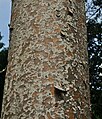 Bark; Sukabumi, West Java