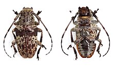 top and bottom view of a beetle