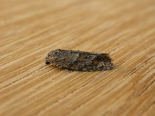 <i>Agriophara nodigera</i> Species of moth