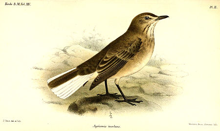 Agriornis montanus