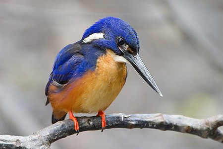 Alcedo azurea (Azure Kingfisher)