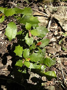 Alchornea ilicifolia lišće.jpg