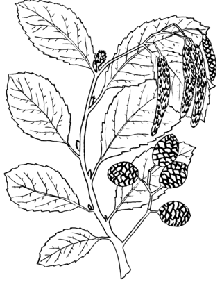 <i>Alnus oblongifolia</i> Species of tree