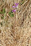 Allium acuminatum 2898. 
 JPG