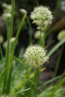 <i>Allium hookeri</i> Species of plant