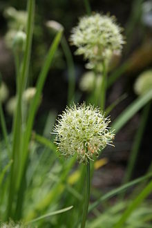 Allium hookeri var.muliense.jpg