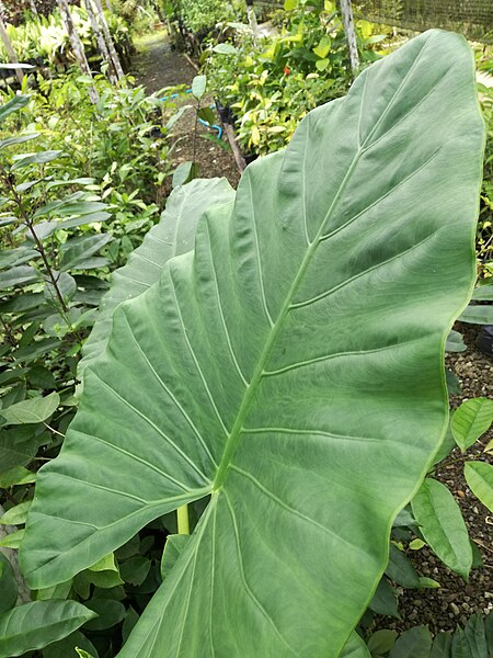 File:Alocasia macrorrhizos (181217-1435).jpg