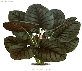 <i>Alocasia reginae</i> Species of plant in the family Araceae