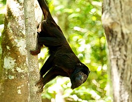 Alouatta discolor