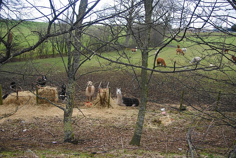 File:Alpacas by Newton Road - geograph.org.uk - 3880546.jpg