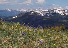 Flowers in an alpine meadow at Copper Mountain, Colorado Alpine tundra Copper Mountain Colorado.jpg