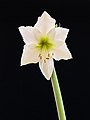 Amaryllis Hippeastrum De delicate schoonheid van de bloem.
