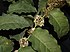 Amborella trichopoda.jpg