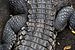 American crocodile close up.jpg