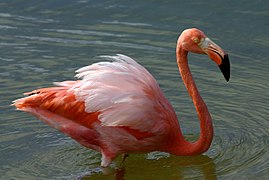 Paprastasis flamingas Isabelos saloje (Galapagų salos)