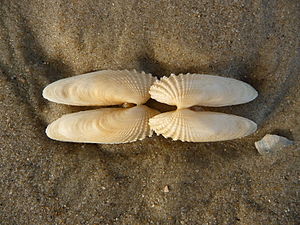 American borer mussel (Petricolaria pholadiformis)