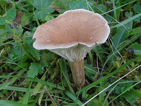 Говорушки грибы фото и описание. Говорушка булавоногая Ampulloclitocybe clavipes. Говорушка булавовидноногая. Говорушка головоногая. Говорушка булавоногая ворончатая.