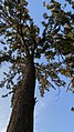 Amruthahalli lake big tree.jpg