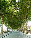 Tree-lined avenue in Anadia.