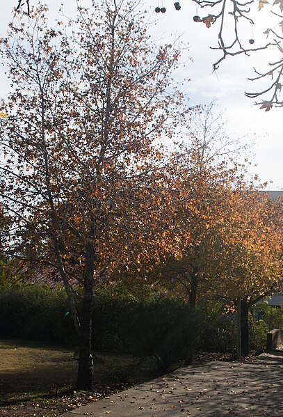 File:Anadolu sığla ağacı - Liquidambar orientalis 3.jpg