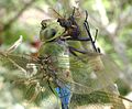 Green Darner蜻蜓捕食蜜蜂