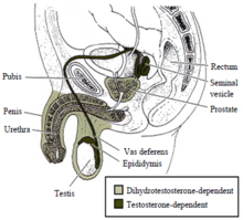 Masculinization of the male genitalia is dependent on both testosterone and dihydrotestosterone. Androgen dependencies of male genital tissues.png