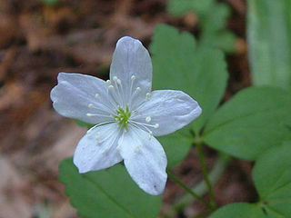 <i>Anemonoides quinquefolia</i> Species of flowering plant in the buttercup family Ranunculaceae