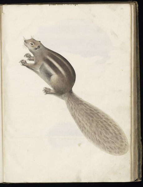 File:Animal drawings collected by Felix Platter, p2 - (120).jpg