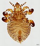 Anoplura: Antarctophthirus trichechi från valross.