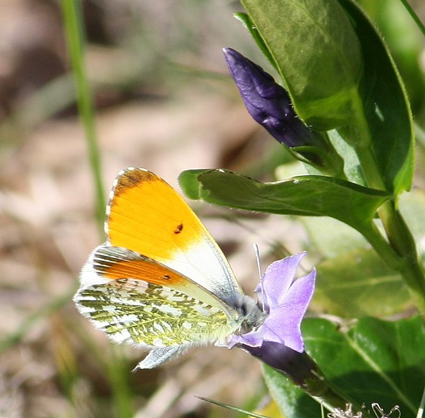 File:Anthocharis cardamines 156084686.jpg