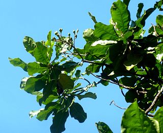 <i>Anthocleista grandiflora</i> Species of flowering plants