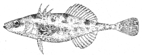Описание изображения Apeltes quadracus.gif.
