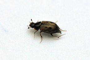 Aphodius obliteratus.JPG görüntüsünün açıklaması.