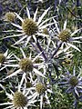 Eryngium bourgatii