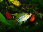 Apistogramma borelli opal.JPG