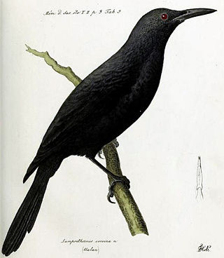 <span class="mw-page-title-main">Kosrae starling</span> Extinct species of bird